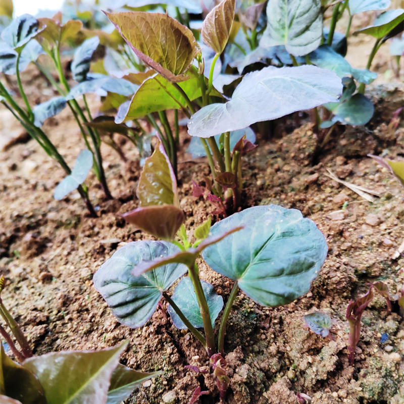 烟薯25号蜜苗番薯地瓜玛莎莉紫黄西瓜哈密薯心淀粉山东红芽子秧种 - 图2