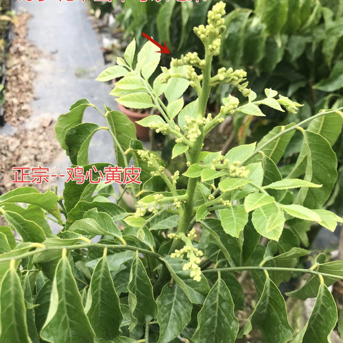 黄皮树苗鸡心黄皮嫁接苗当年结果南方盆栽果树大黄蜂园艺一物一拍 - 图2