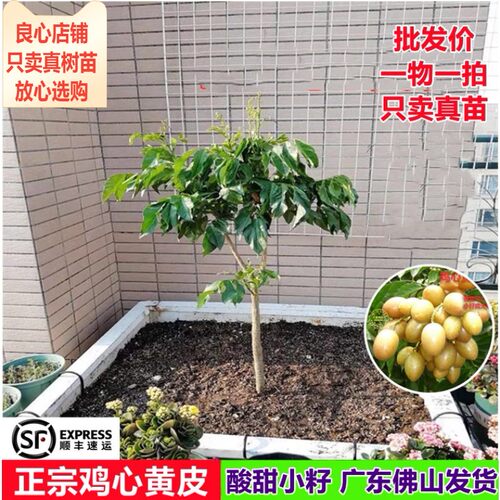 黄皮树苗鸡心黄皮嫁接苗当年结果南方盆栽果树大黄蜂园艺一物一拍 - 图0