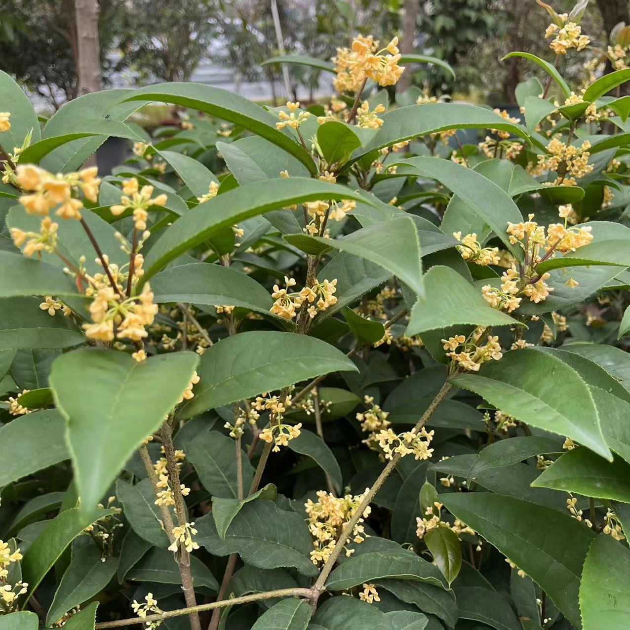 正宗天香台阁桂花苗黄金桂花香味浓花期长南方阳台庭院盆栽树苗 - 图2