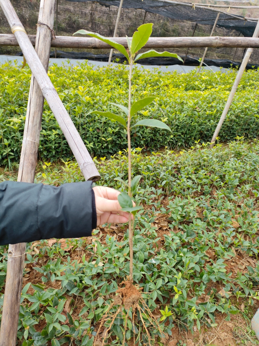 红花天香台阁四季桂花树苗新品桂花盆栽地栽丹桂庭院盆栽花卉绿植-图2