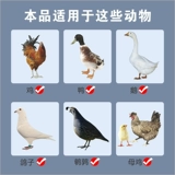 Куриная булочка курица байджи куриная курица куриная сальмонелла кокк курицы курица тяговая куриная пургически анальная курица с курицей вздутие живота вздутие живота вздутие живота