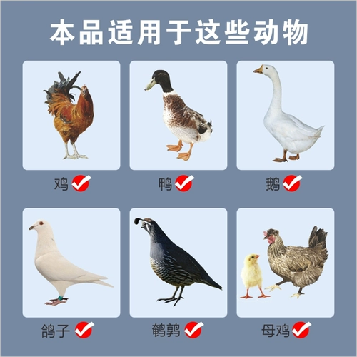 Куриная булочка курица байджи куриная курица куриная сальмонелла кокк курицы курица тяговая куриная пургически анальная курица с курицей вздутие живота вздутие живота вздутие живота