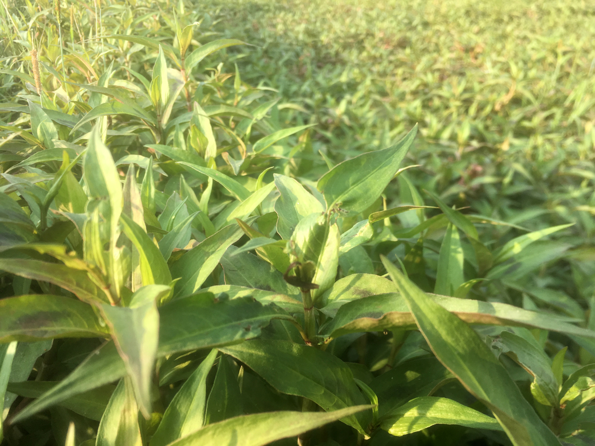 新鲜香柳菜蘸沾水生叻沙叶鱼生草拉沙叶傣族佐料调味香菜1250克 - 图1