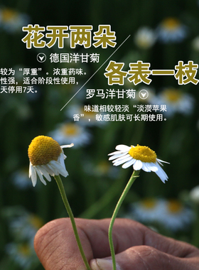 德国洋甘菊纯露精油角质层500ml