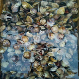 如东洋口港海鲜 如东文蛤 烧汤 炒菜 铁板文蛤 鲜嫩可口