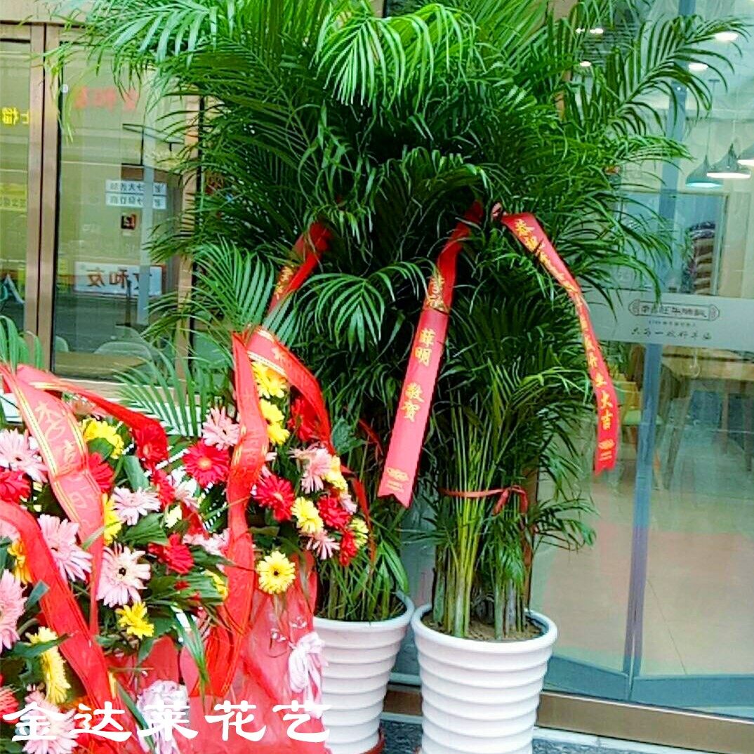 天津开业鲜花绿植同城夏威夷椰子散尾葵大型花卉办公盆栽净化空气,淘宝优惠券,粉丝福利购,淘宝优惠卷
