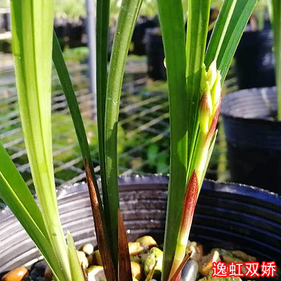 建兰逸虹双娇 未带花苞红小国魂兰花室内盆栽植物名贵玉红兰花苗 - 图0