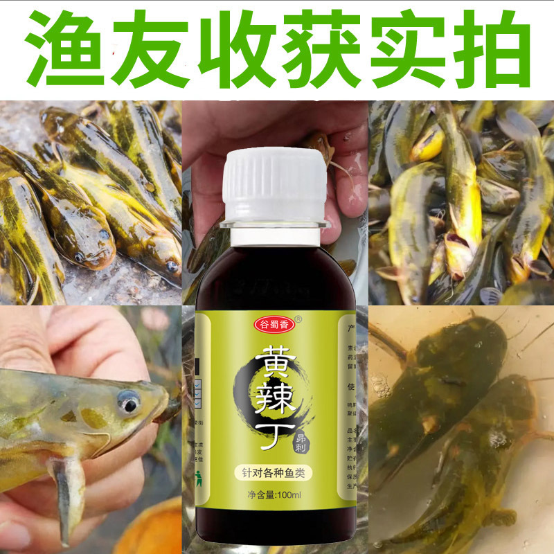 昂公鱼黄骨鱼黄丫头吱黄刺公疙阿丁黄腊丁嘎牙子昂刺鱼黄刺骨小药-图1