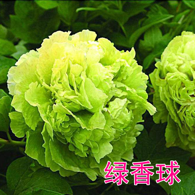 菏泽牡丹花苗盆栽大苗春柳岛锦花王带花苞地栽赵粉花二乔四季庭院-图3