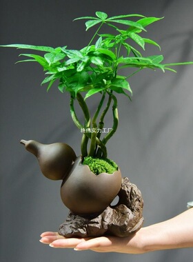 福禄五发财树盆栽室内好养