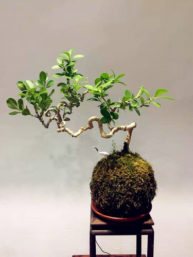 日式苔玉苔藓球 苔藓花器 青苔创意石斛种植盆 园艺盆栽 家居装饰 - 图2