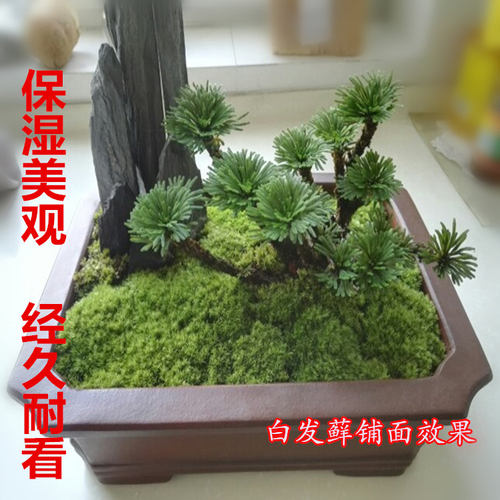 苔藓微景观藓水陆缸植物鲜活青苔盆景假山盆栽造景白发兰花专用 - 图2