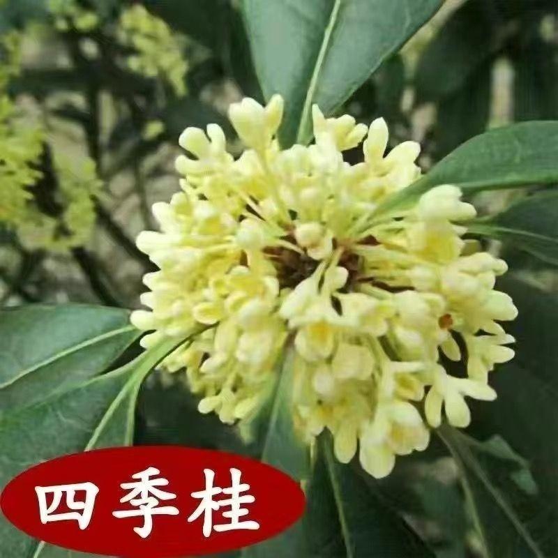 桂花苗嫁接桂花盆栽桂花树苗四季桂浓香型金桂庭院阳台植物 - 图0