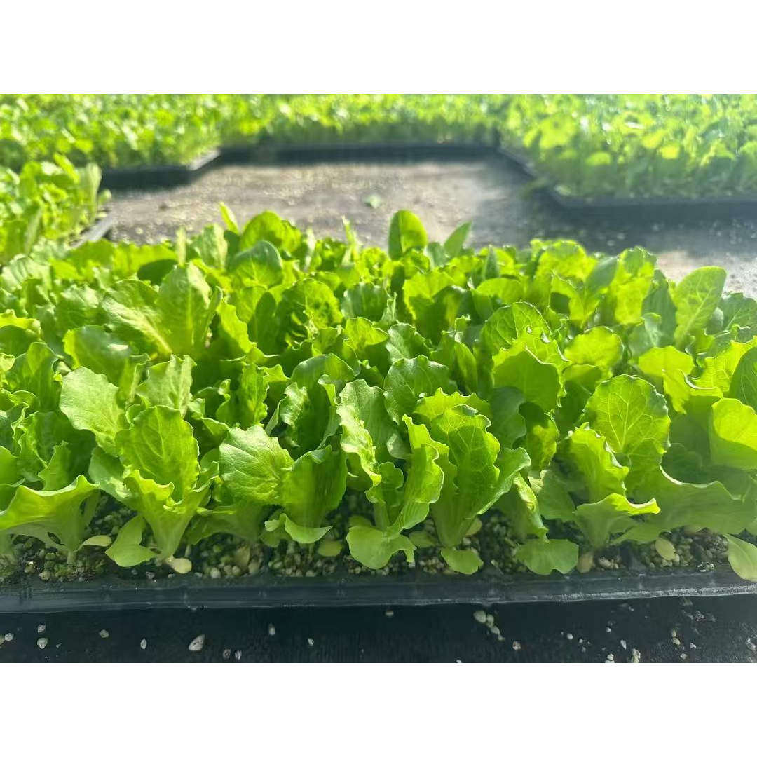 意大利生菜秧苗带土穴盘苗耐寒抗冻奶油生菜苗盆栽阳台露天秋冬种,淘宝优惠券,粉丝福利购,淘宝优惠卷