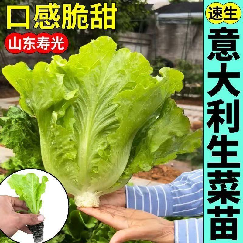 意大利生菜秧苗带土穴盘苗耐寒抗冻奶油生菜苗盆栽阳台露天秋冬种,淘宝优惠券,粉丝福利购,淘宝优惠卷