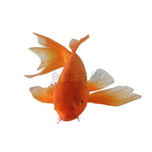 新疆观赏鱼包邮大型锦鲤昭和三色红白纯红黑白黄花锦鲤鱼冷水好养 - 图3