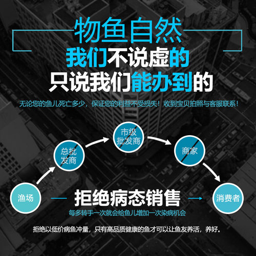 冷水清道夫贵州爬岩鳅双吸盘除藻原生鱼吸鳅不加温鱼缸清洁鱼琵琶-图2