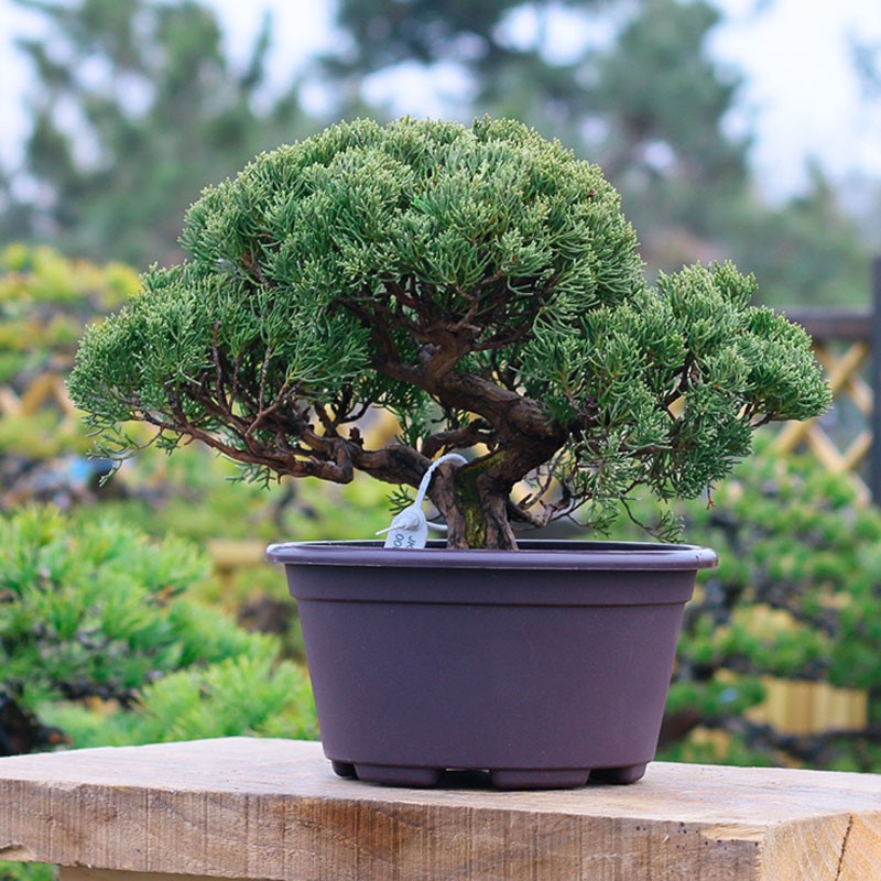 盆景花盆黑松五针松加厚花盆老桩盆栽树脂花盆圆形仿紫砂塑料花盆 - 图2