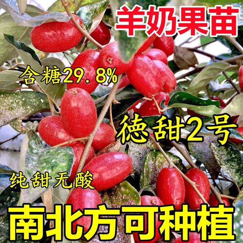 耐寒羊奶果苗盆栽地栽德甜二号果树苗南北方嫁接庭院四季种植果树 - 图1