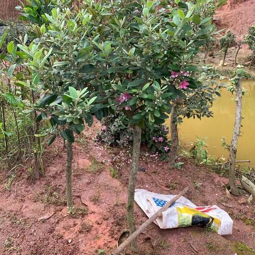 桃金娘树苗捻子果苗老桩山菍子树地稔子四季种植庭院盆栽当年结果 - 图2