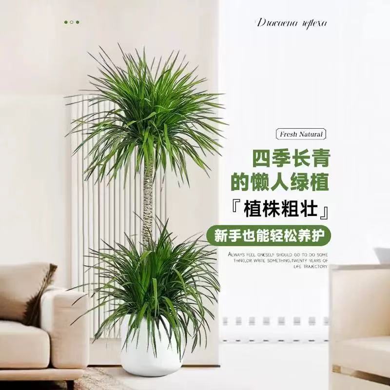 龙血树太空铁客厅老桩绿植盆栽室内老桩办公室净化空气网红绿植 - 图2