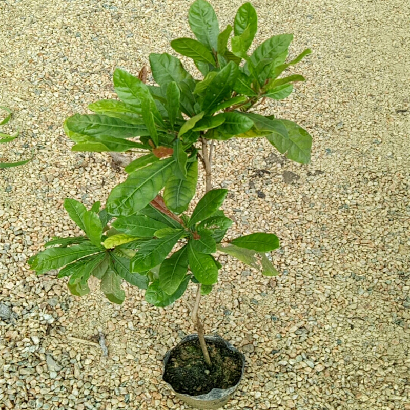 神秘果树苗四季开花当年结果变味果盆栽地栽阳台庭院种植带果包邮-图0