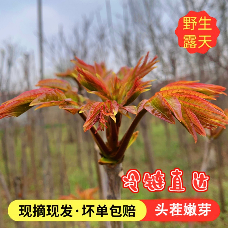 野生露天香椿芽新鲜山东农家特产现摘现发头茬春芽菜-图1