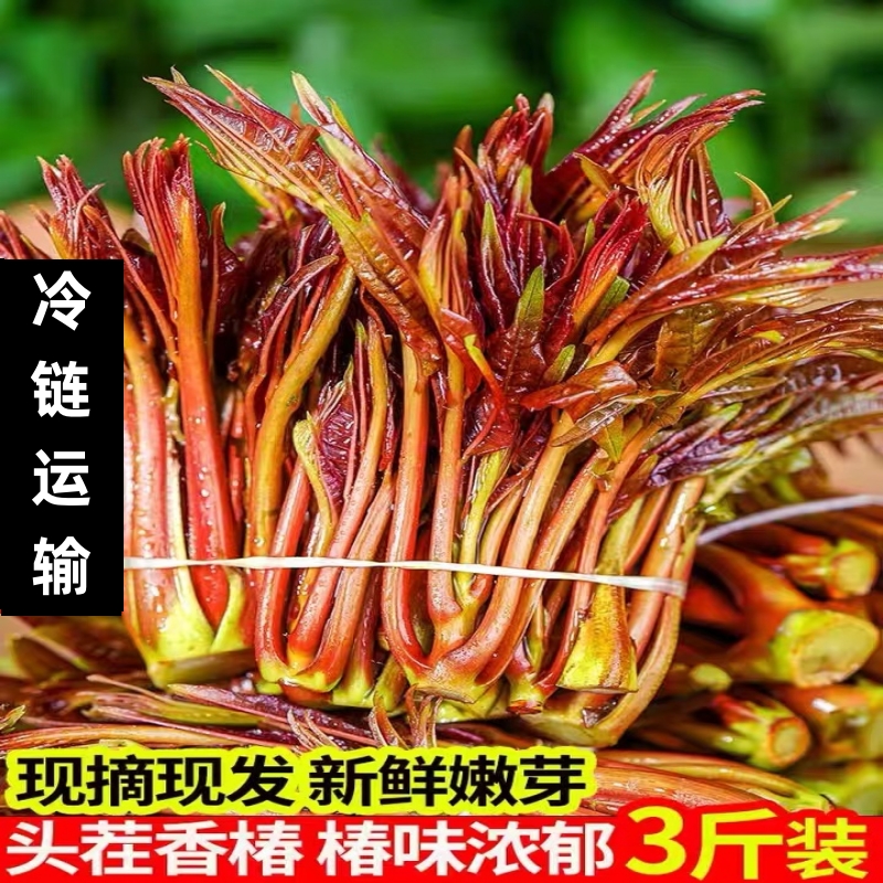 香椿芽新鲜香椿野生露天头茬春芽红油现摘现发应季特产蔬菜香椿 - 图0