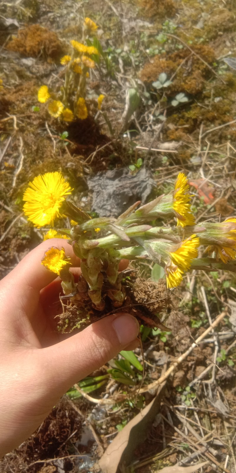 深山款冬花苗 冬花苗、蜂斗菜苗款冬蒲公英苗