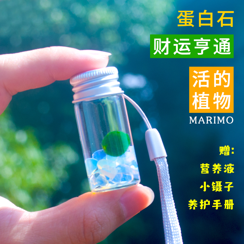 marimo幸福海藻球马里莫微景观生态随身瓶水逆退散天然好运水晶石-图1