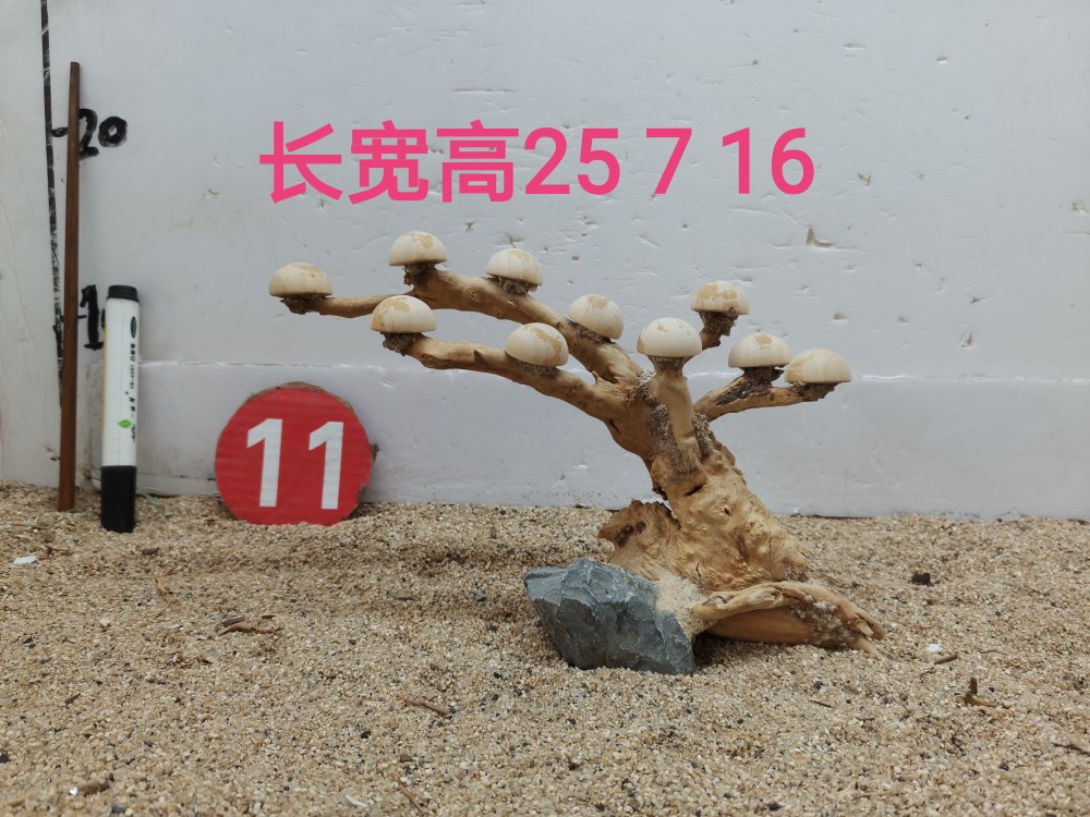 莫斯树草缸造景骨架定植片一木成景蘑菇头摩斯树迎客松巴西树 - 图0