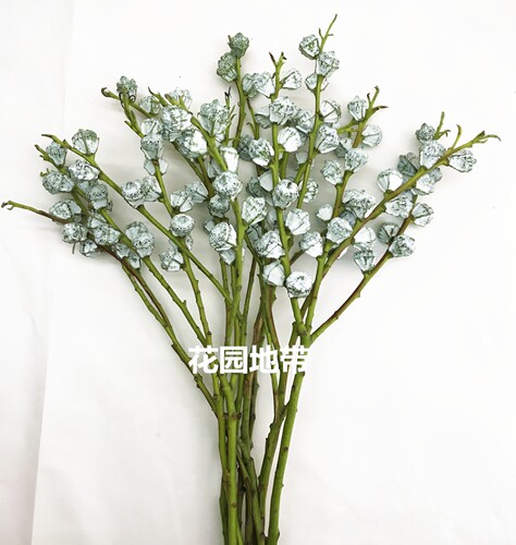 尤加利叶花期长好养可干花小米果桉树叶轻奢花艺插花顺丰同城鲜花 - 图0