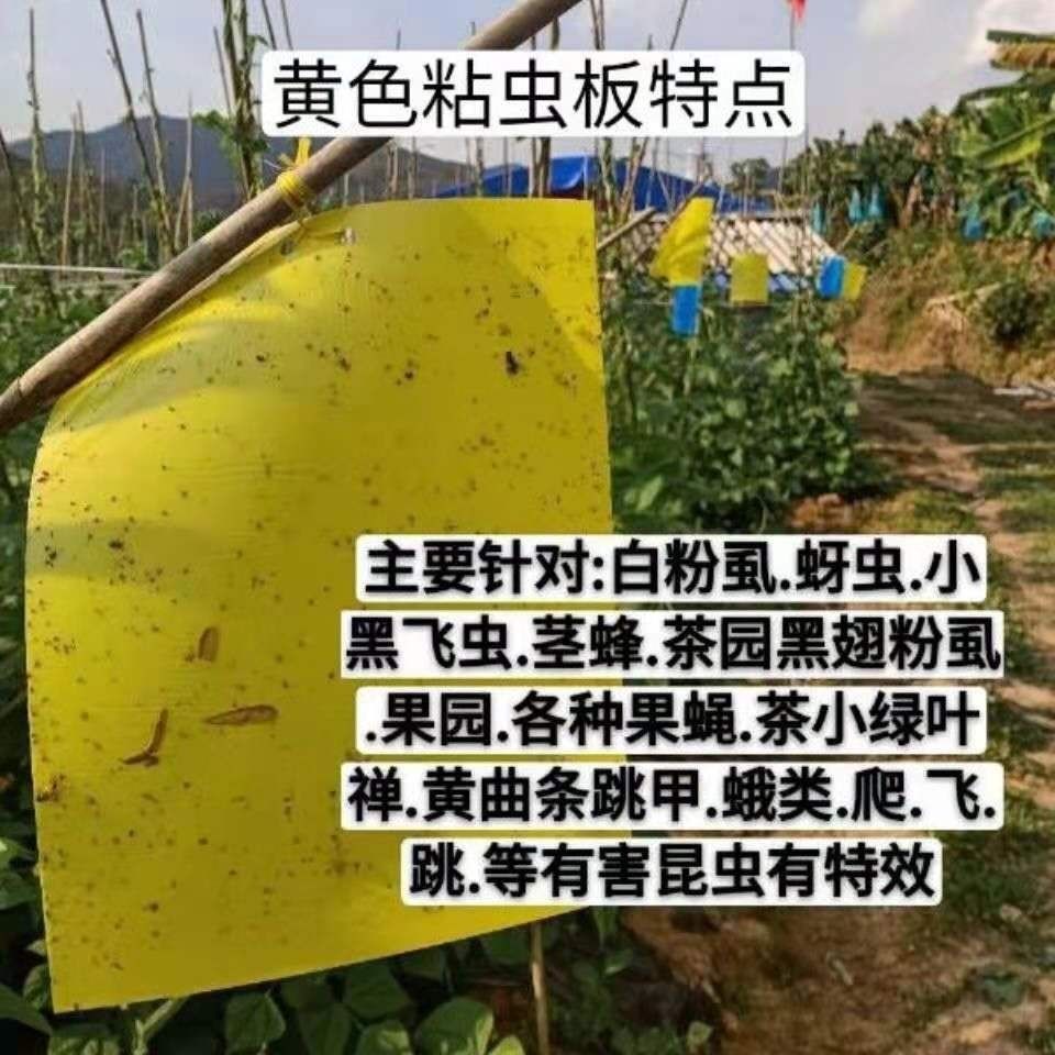 黄板双面粘虫板蓟马纸贴黄蓝飞虫小黑飞果园沾果蝇诱捕器粘板大棚 - 图0