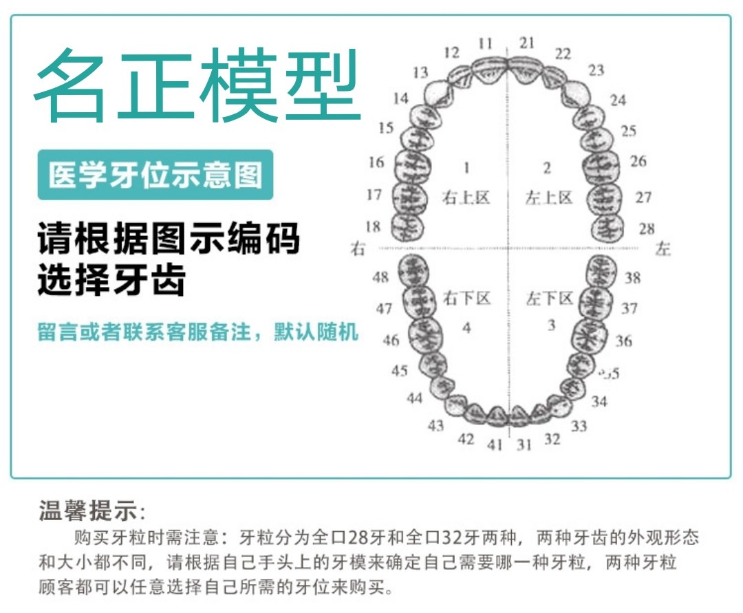 牙科口腔技能考试练习仿真牙粒根管开髓牙树脂牙离体牙种植牙备牙 - 图1