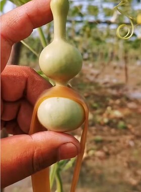 葫芦定型皮筋葫芦夹子坠葫芦皮筋小葫芦小八宝蚂蚁肚定型葫芦正形