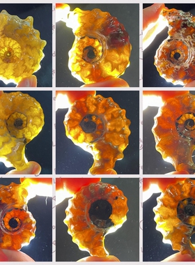 天然羊角螺窦维雷化石饰品