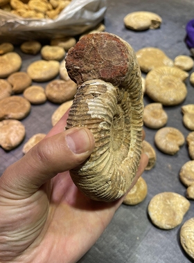 测试推荐古生物原皮教学标本