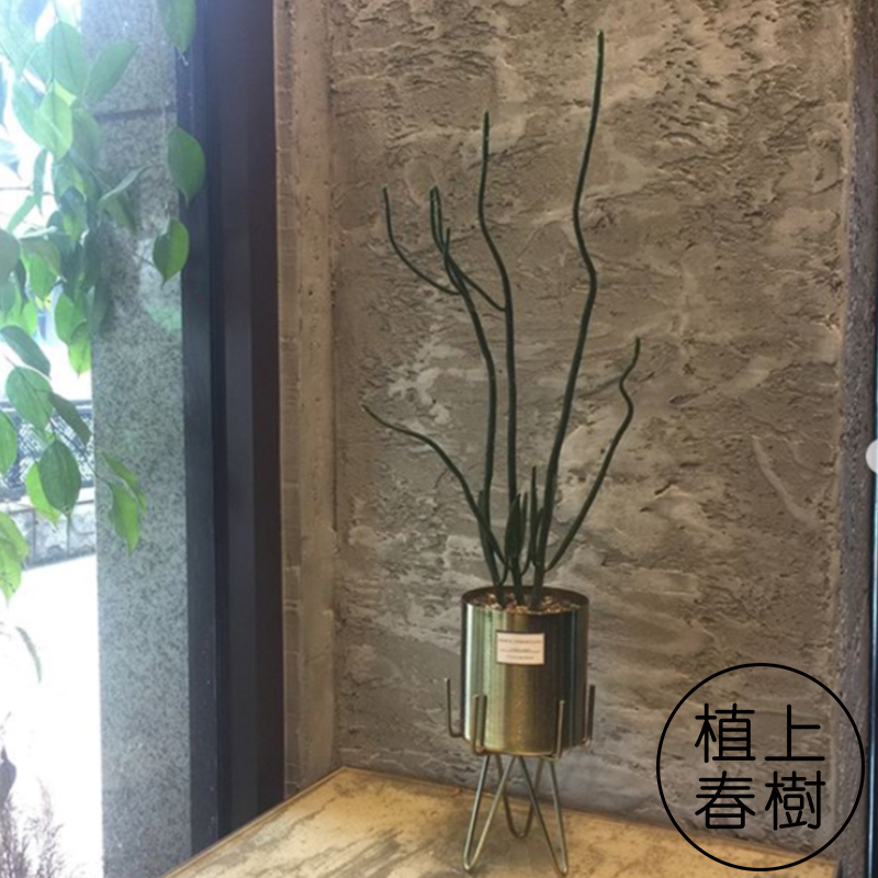 植上春树/彭珊瑚光棍树绿玉树北欧网红仙人掌植物ins多肉盆栽包邮 - 图3