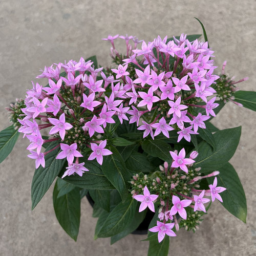 五星花盆栽繁星花带花苞阳台庭院花园开花不断花卉绿植耐热植物 - 图1