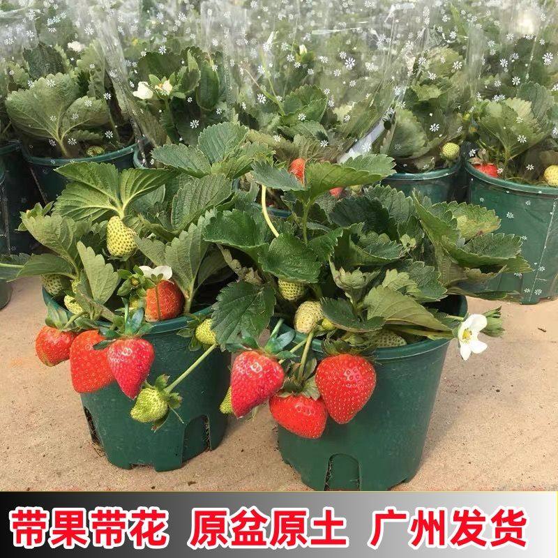 草莓盆栽可食用牛奶草莓大苗带果带花苞阳台绿植四季开花结果绿植,淘宝优惠券,粉丝福利购,淘宝优惠卷