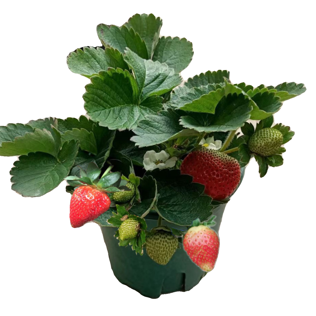 草莓盆栽可食用牛奶草莓大苗带果带花苞阳台绿植四季开花结果绿植,淘宝优惠券,粉丝福利购,淘宝优惠卷