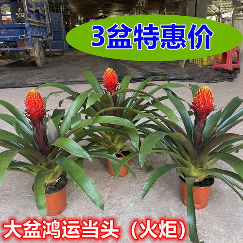 鸿运当头盆栽带花苞火炬开业绿植乔迁植物喜庆花卉带花客厅年宵花 - 图1