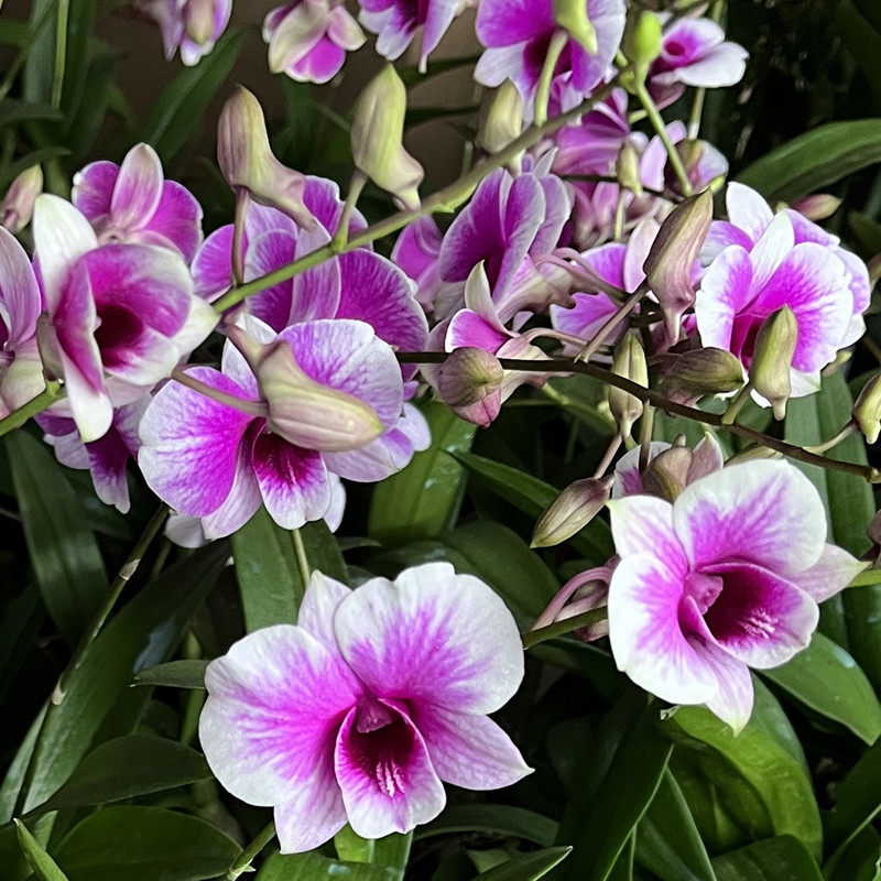 粉黛石斛兰盆栽带庭院花苞不断绿植室内阳台花卉易养兰花植物,淘宝优惠券,粉丝福利购,淘宝优惠卷