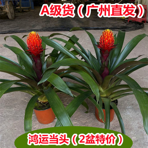 鸿运当头盆栽带花苞火炬开业绿植乔迁植物喜庆花卉带花客厅年宵花 - 图0