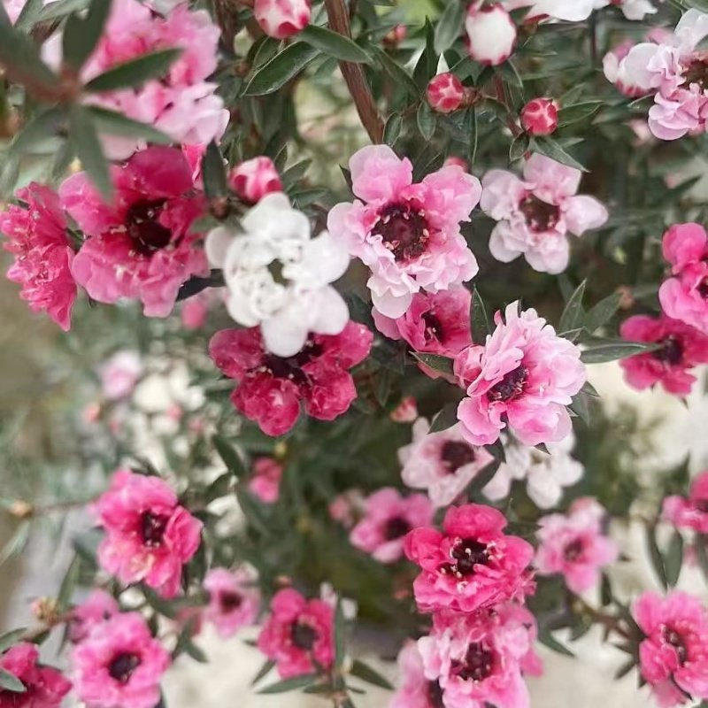 松红梅盆栽带花苞冬季花园耐寒花卉植物庭院阳台开花绿植澳洲雪梅,淘宝优惠券,粉丝福利购,淘宝优惠卷