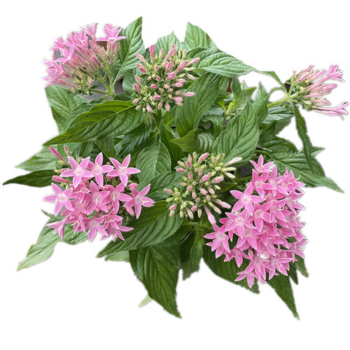 五星花盆栽繁星花带花苞阳台庭院花园开花不断花卉绿植耐热植物 - 图3