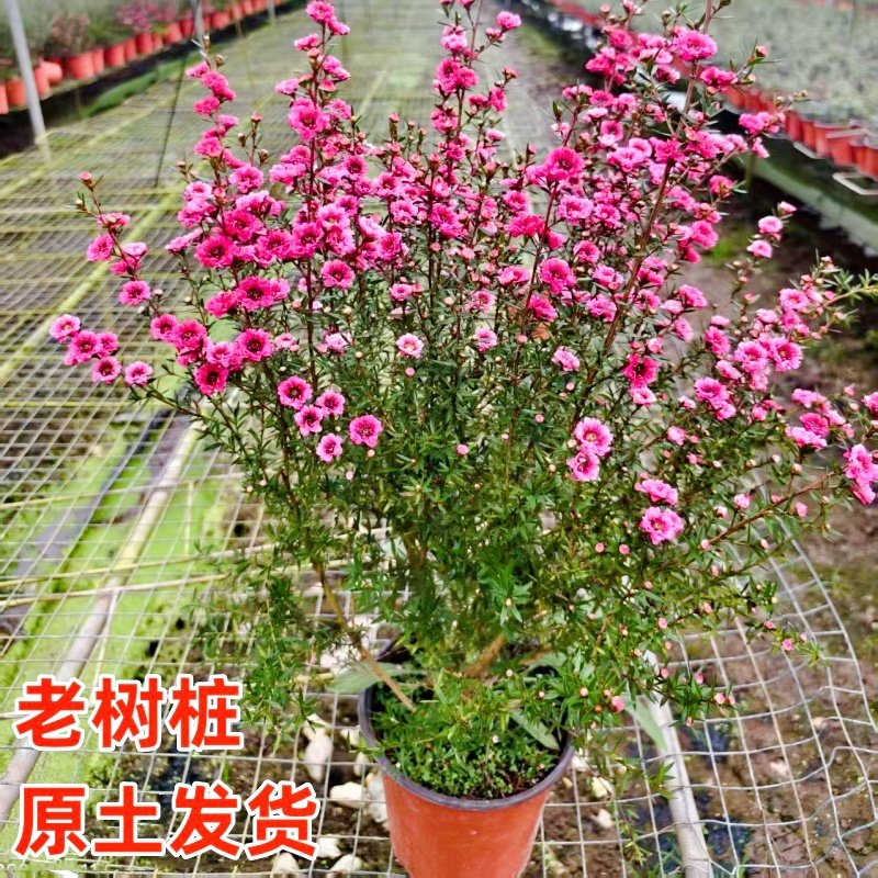 松红梅盆栽带花苞冬季花园耐寒花卉植物庭院阳台开花绿植澳洲雪梅,淘宝优惠券,粉丝福利购,淘宝优惠卷