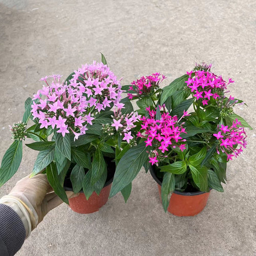 五星花盆栽繁星花带花苞阳台庭院花园开花不断花卉绿植耐热植物 - 图2