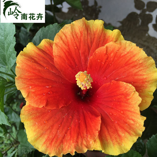 大红花盆栽带花苞进口木槿单瓣木本植物常开花阳台庭院盆景花圃 - 图2